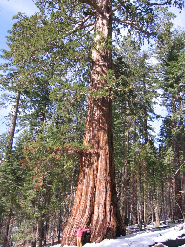 Sequoiadendron_giganteum_01